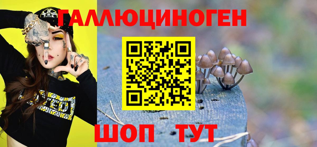 Бердск  Псилоцибиновые грибы Magic Shrooms  Псилоцибиновые грибы ЛСД  купить наркоту  Вход с VPN 